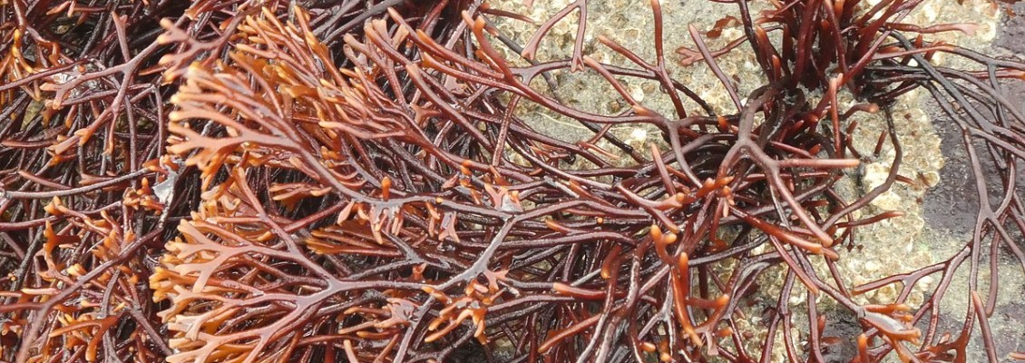 LET’S GET A LITTLE NERDY: INGREDIENT SERIES - AHNFELTIOPSIS CONCINNA EXTRACT (RED ALGAE EXTRACT)