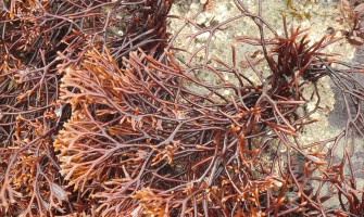 LET’S GET A LITTLE NERDY: INGREDIENT SERIES - AHNFELTIOPSIS CONCINNA EXTRACT (RED ALGAE EXTRACT)