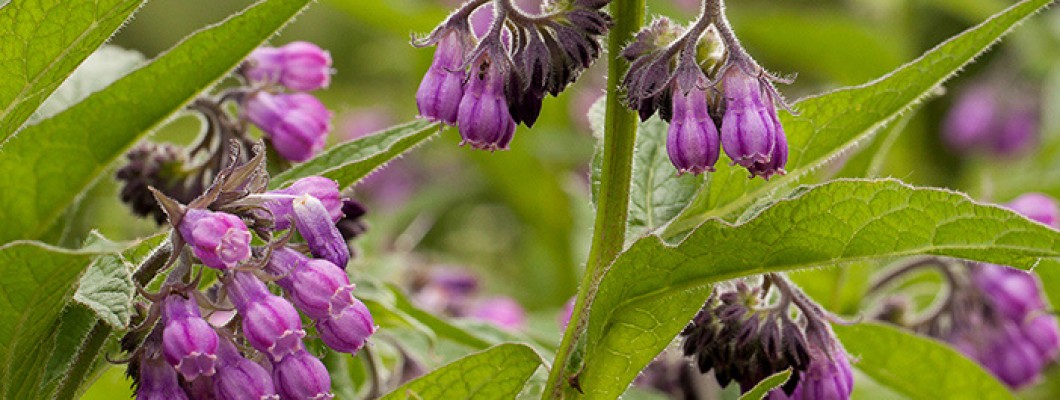 LET’S GET A LITTLE NERDY: INGREDIENT SERIES-ALLANTOIN