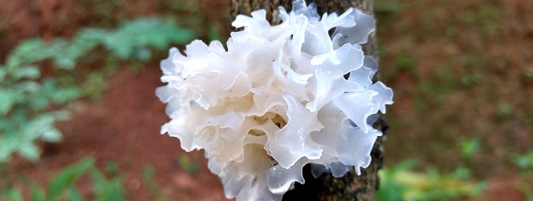 LET’S GET A LITTLE NERDY: INGREDIENT SERIES - TREMELLA FUCIFORMIS (SNOW MUSHROOM) EXTRACT