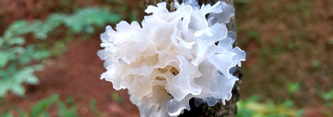 LET’S GET A LITTLE NERDY: INGREDIENT SERIES - TREMELLA FUCIFORMIS (SNOW MUSHROOM) EXTRACT