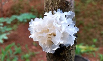 LET’S GET A LITTLE NERDY: INGREDIENT SERIES - TREMELLA FUCIFORMIS (SNOW MUSHROOM) EXTRACT