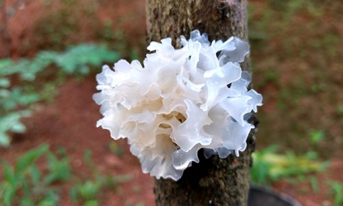 LET’S GET A LITTLE NERDY: INGREDIENT SERIES - TREMELLA FUCIFORMIS (SNOW MUSHROOM) EXTRACT